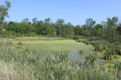 Algae_Covered_Pond_Cherry_Hill_Road_Superior_Township_Michigan, fot. By Dwight Burdette (Own work) [CC BY 3.0